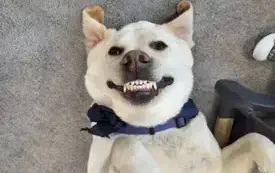 1761338207848